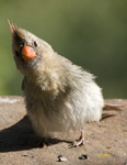 Northern Cardinal 4846